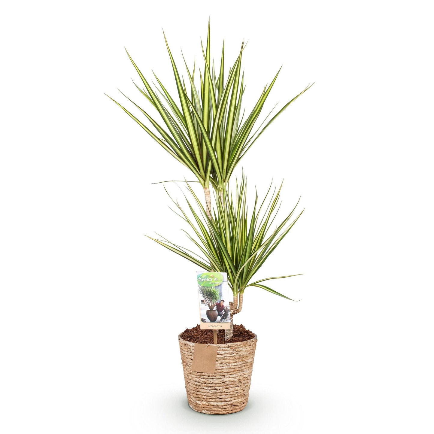 Plantes d'intérieur - Dracaena Sunray - Dragonnier - Peu d'entretien - avec panier - Vert - jaune - 1 Plante - Pot 17cm - Hauteur 70-75cm