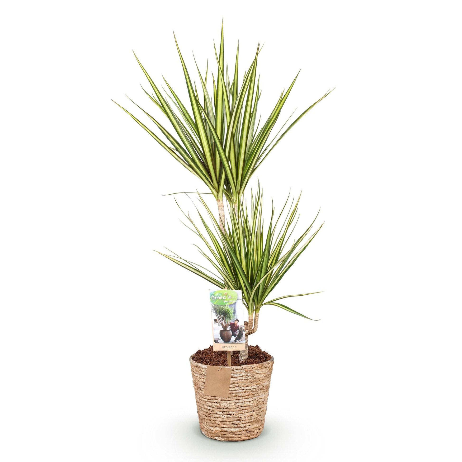 Plantes d'intérieur - Dracaena Sunray - Dragonnier - Peu d'entretien - avec panier - Vert - jaune - 1 Plante - Pot 17cm - Hauteur 70-75cm