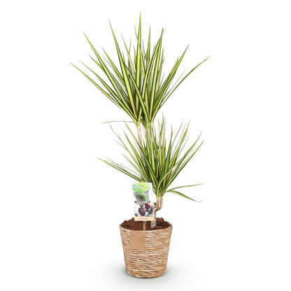 Plantes d'intérieur - Dracaena Sunray - Dragonnier - Peu d'entretien - avec panier - Vert - jaune - 1 Plante - Pot 17cm - Hauteur 70-75cm