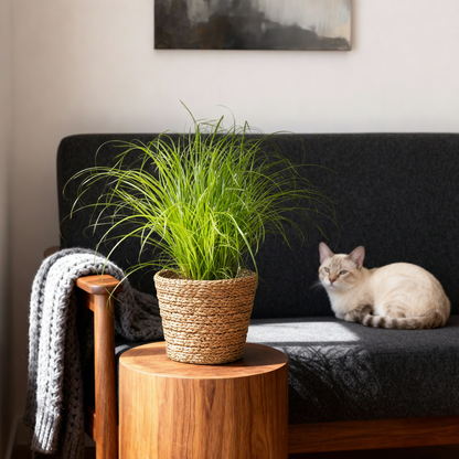 Plante d'intérieur - Cyperus alternifolius Zumula - Plante à chats - Plante amicale pour les animaux - Vert - 1 Plante - avec Panier - Pot 12cm - Hauteur 20cm
