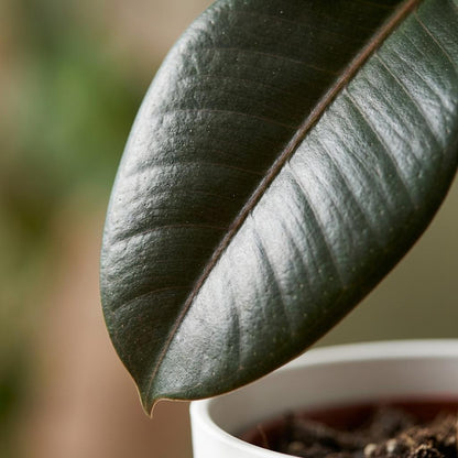 Plante d'intérieur - Caoutchouc - Ficus Elastica Cloe - Vert - Peu d'entretien - 1 Plante - avec Pot Blanc - Pot 19cm - Hauteur 65cm