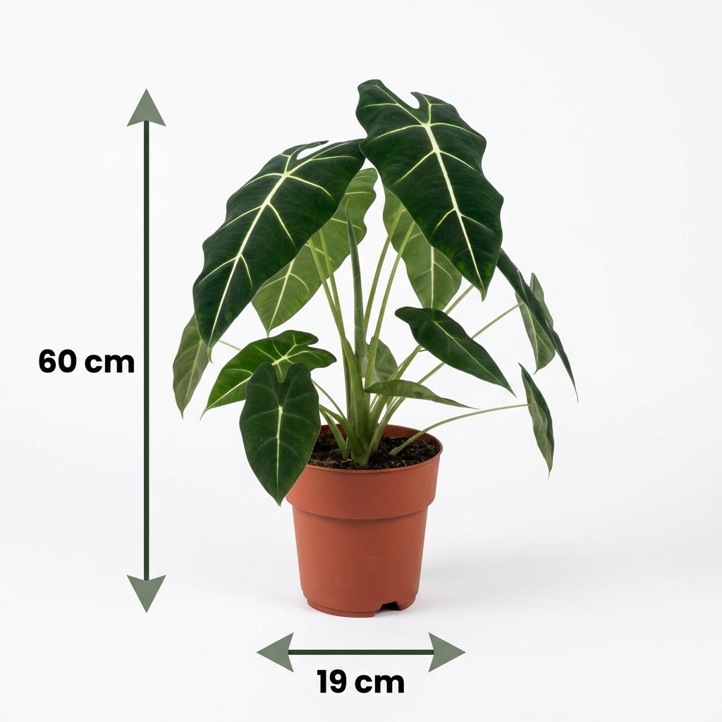 Plante d'intérieur - Oreille d'éléphant - Alocasia Frydek - Vert - Entretien facile - 1 Plante - Pot 19cm - Hauteur 60cm