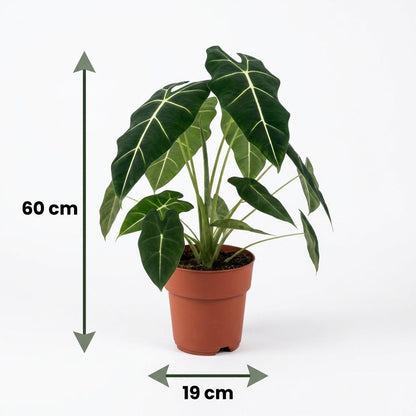 Plante d'intérieur - Oreille d'éléphant - Alocasia Frydek - Vert - Entretien facile - 1 Plante - Pot 19cm - Hauteur 60cm