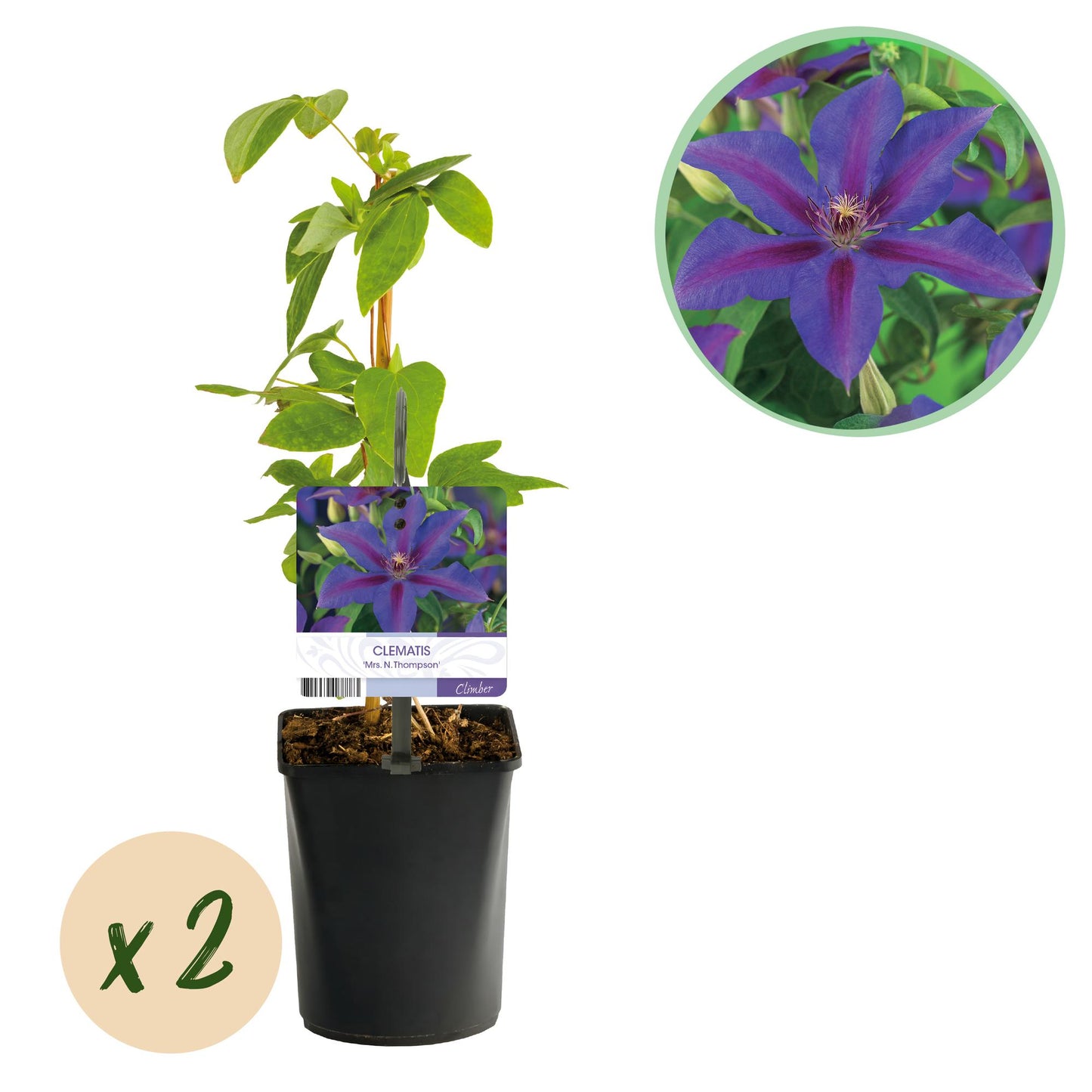 Clématite Mrs. N. Thompson, 2 plants en pot avec un tuteur et une étiquette. Cercle incrusté montrant un gros plan de la fleur violette et r