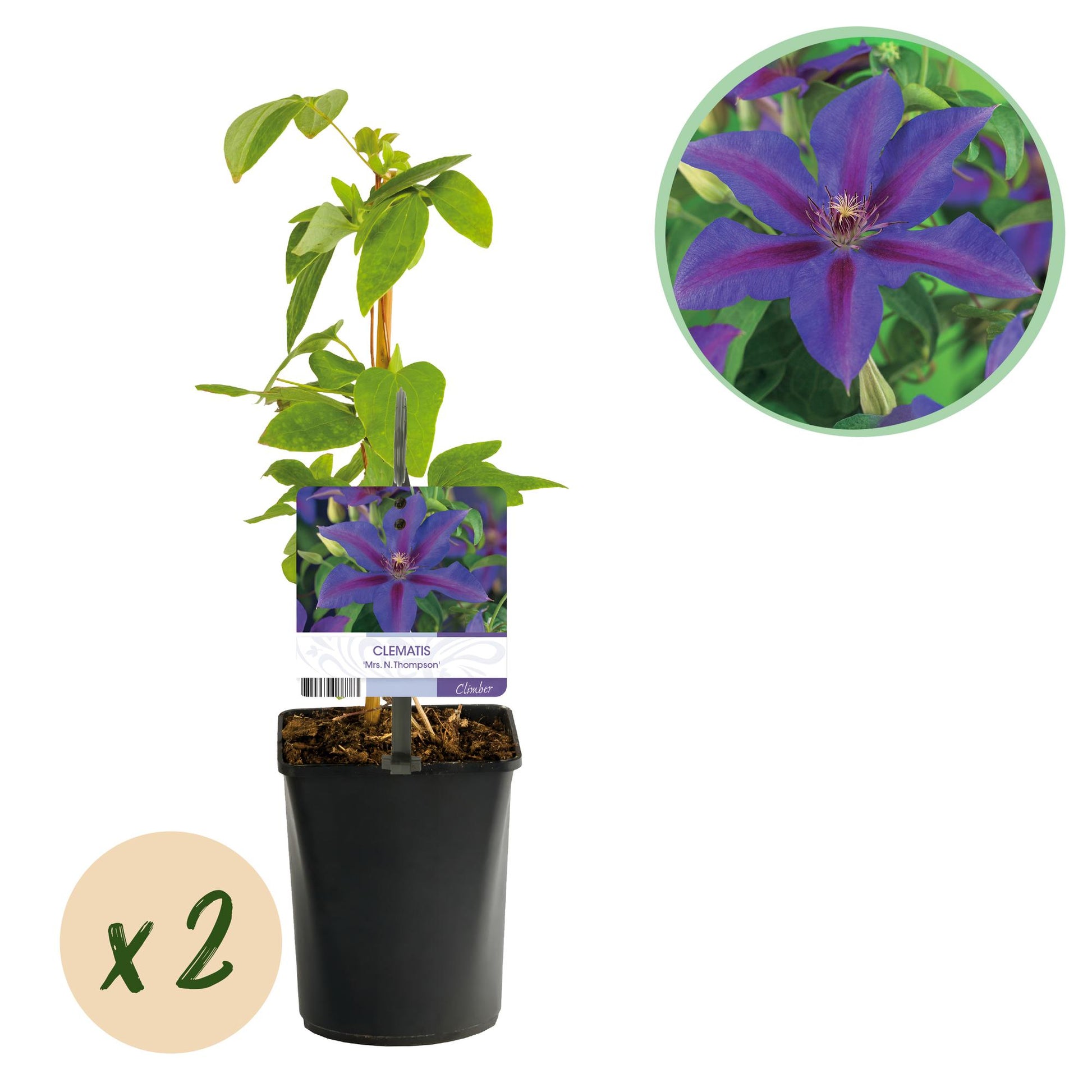 Clématite Mrs. N. Thompson, 2 plants en pot avec un tuteur et une étiquette. Cercle incrusté montrant un gros plan de la fleur violette et r