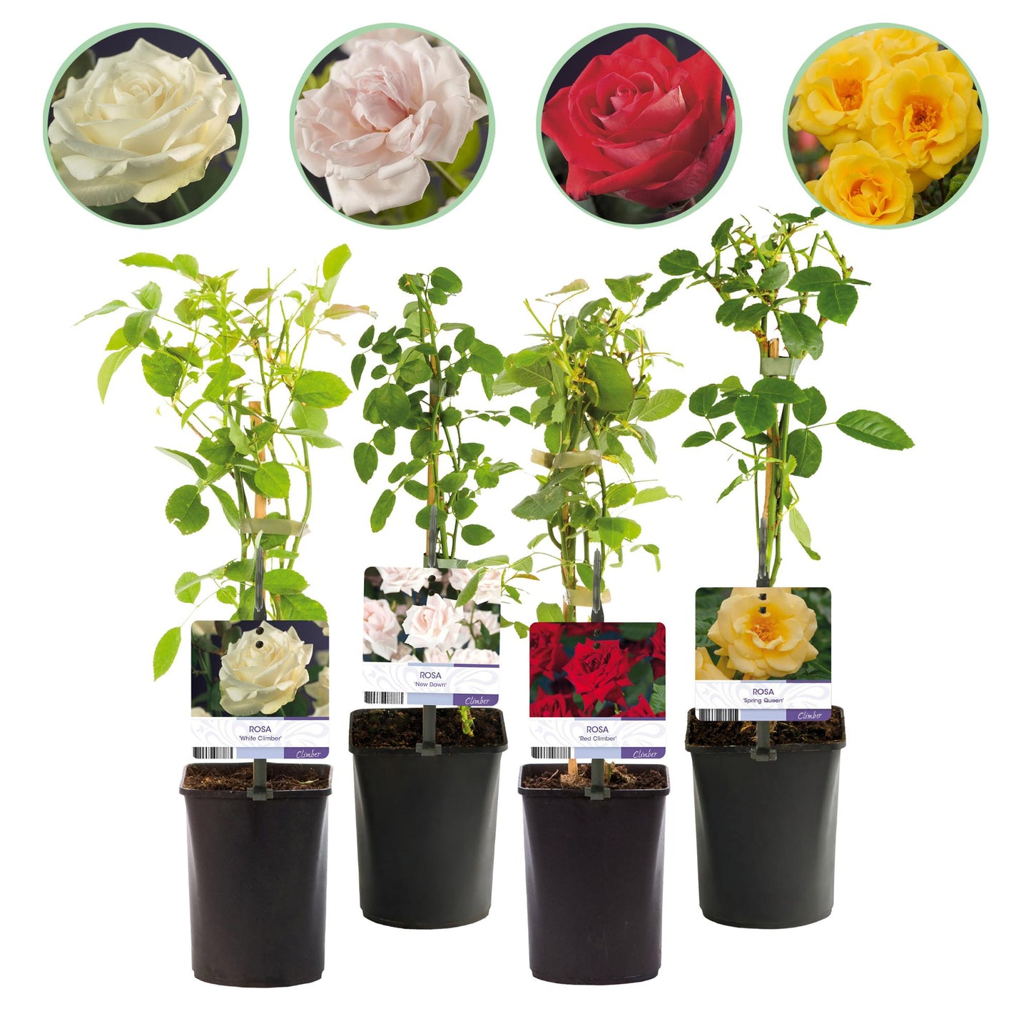 Rosa grimpante Red Climber et autres variétés de roses en pots de 11cm, avec un aperçu des fleurs : rouge, blanche, rose et jaune.