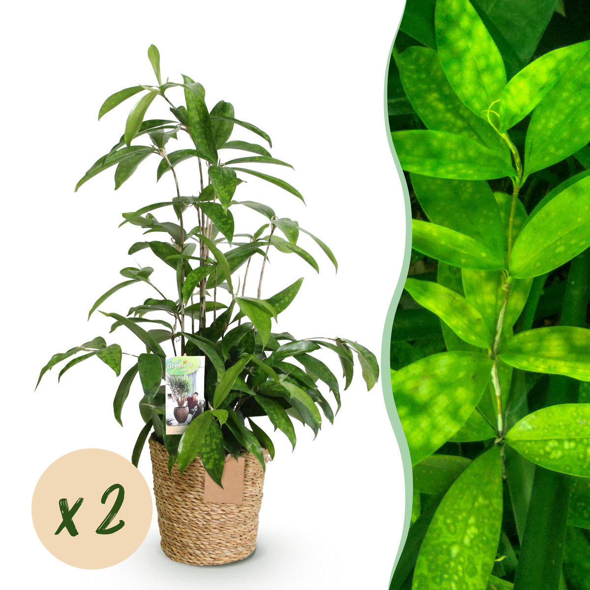 Dracaena surculosa en pot de 17 cm, 2 plantes, cache-pot panier tressé