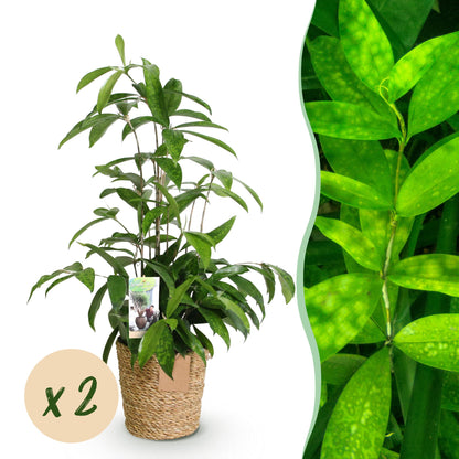 Dracaena surculosa en pot de 17 cm, 2 plantes, cache-pot panier tressé