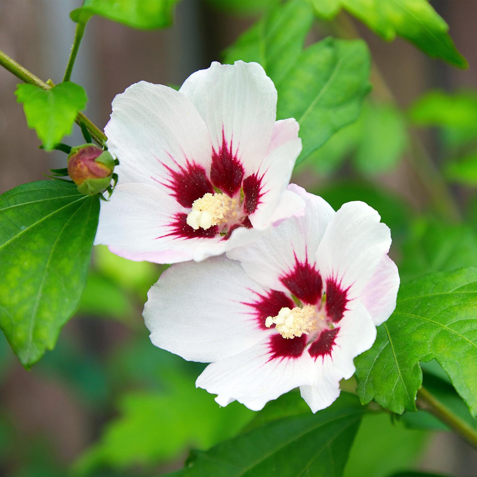 Hibiscus syriacus Hamabo : gros plan sur deux fleurs blanches aux coeurs rouge foncé et un bouton floral, avec feuillage vert en arrière-pla