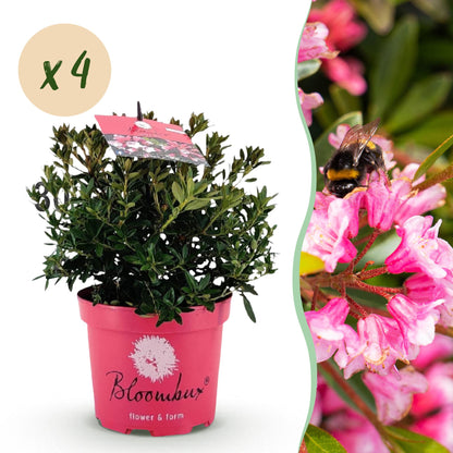 Rhododendron Bloombux Rose Clair x4 en pot rose, avec bulle « x4 ». À droite, un bourdon butine les fleurs roses du Rhododendron.