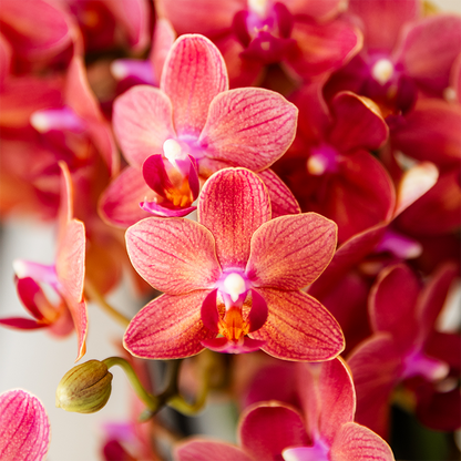 Orchidée Phalaenopsis rose en pot