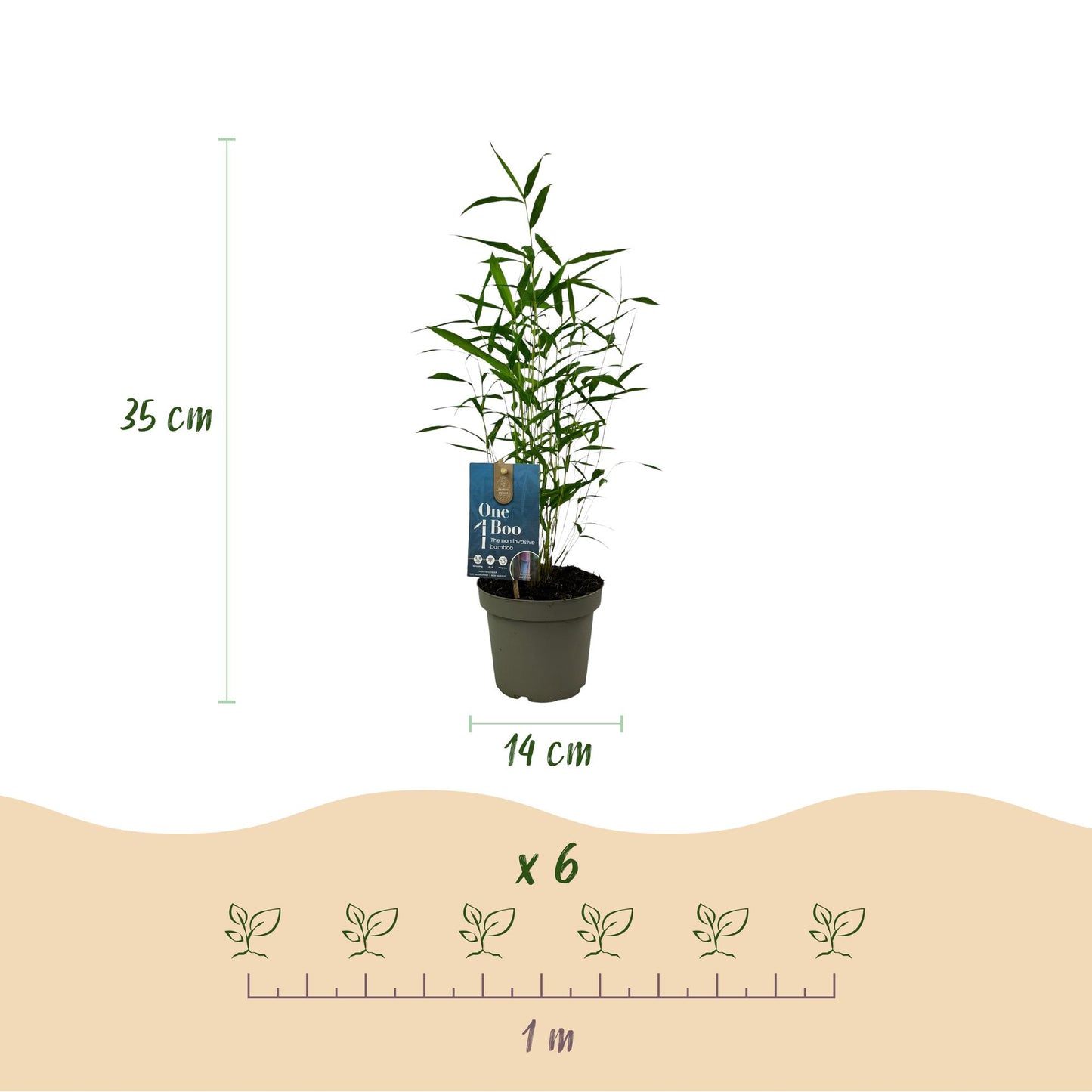 Bambou Fargesia Blue Dragon : schéma montrant une plante en pot de 14 cm, 35 cm de hauteur, avec une règle d'espacement de 1 mètre pour 6 pl