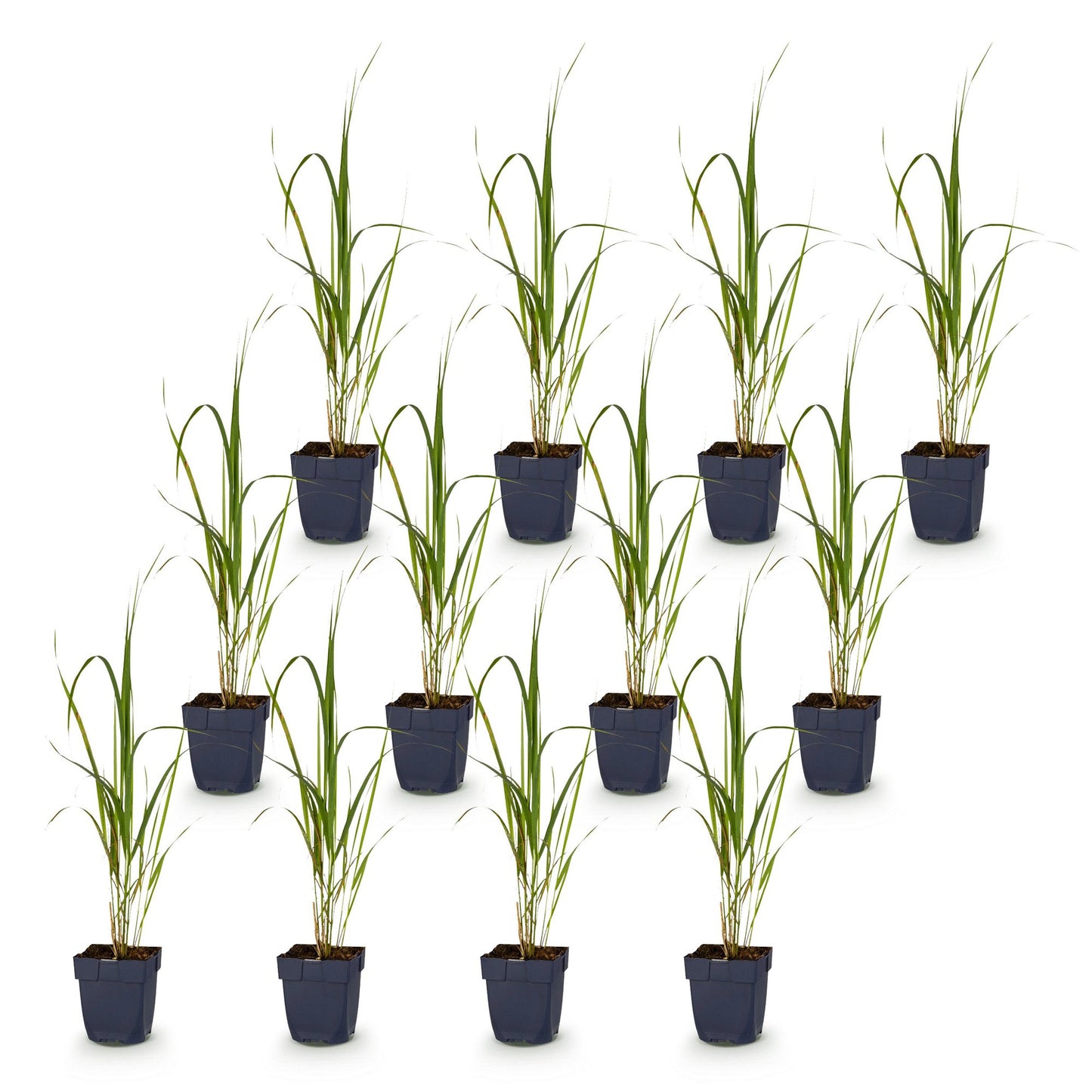 Molinia arund. Karl Foerster : Lot de plusieurs plants en pot de 11cm, sur fond blanc uni. Hauteur 15-25cm.