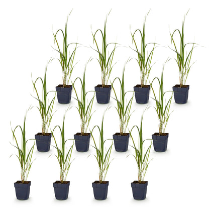 Molinia arund. Karl Foerster : Lot de plusieurs plants en pot de 11cm, sur fond blanc uni. Hauteur 15-25cm.