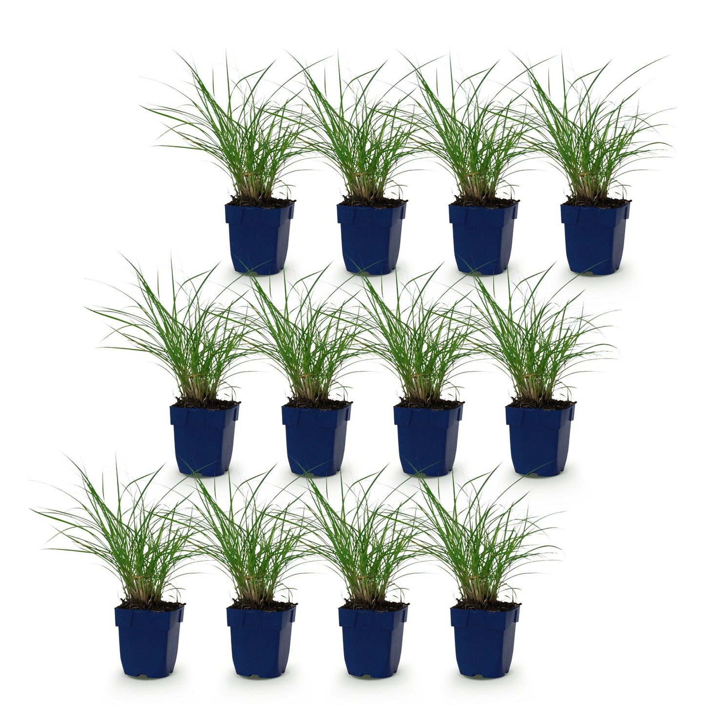 Graminées Miscanthus sin. Red Chief, lot de 12 plants en pots bleus, mis en scène sur un fond blanc pur, prêts à être plantés.