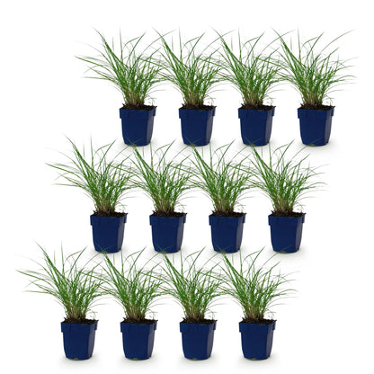 Graminées Miscanthus sin. Red Chief, lot de 12 plants en pots bleus, mis en scène sur un fond blanc pur, prêts à être plantés.