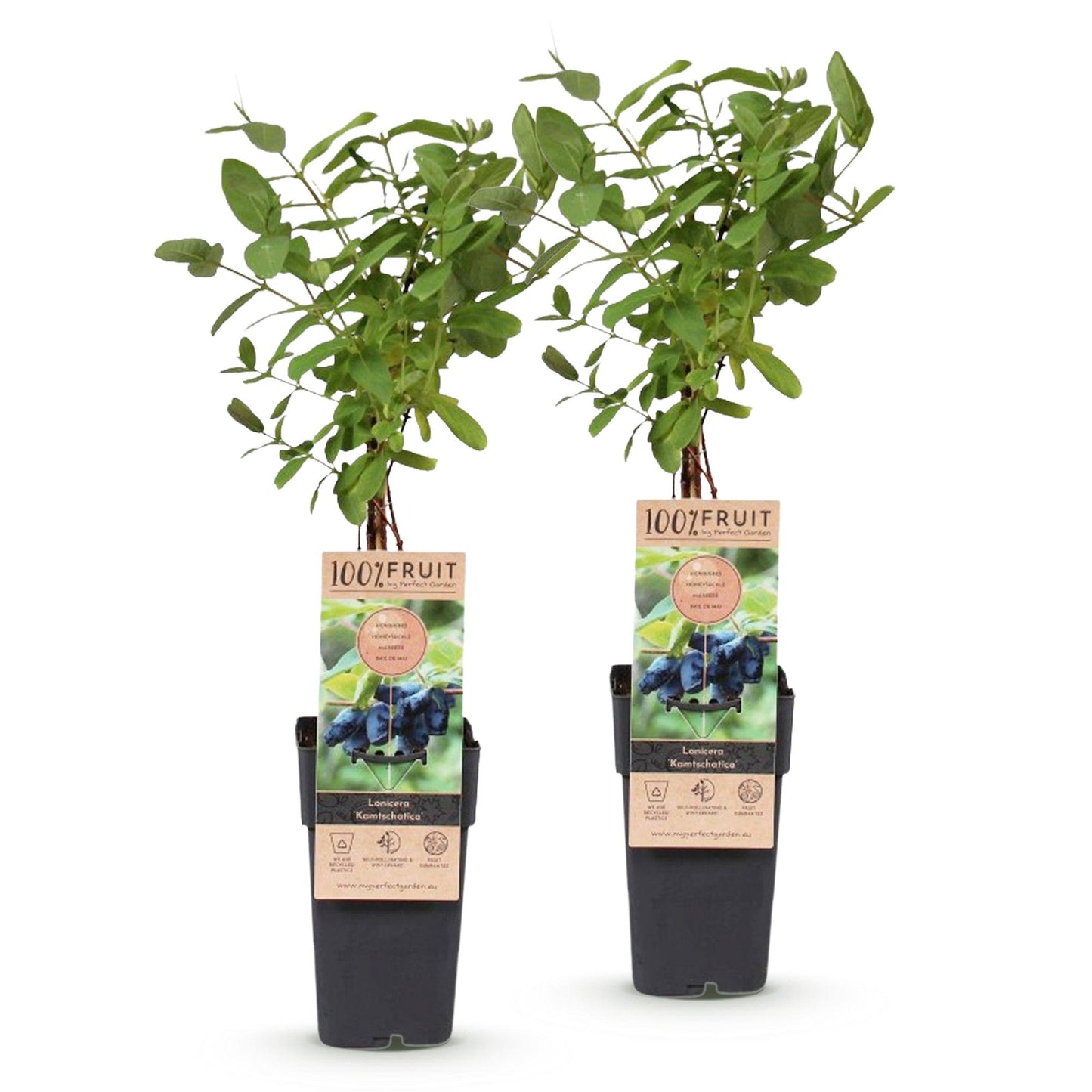Lonicera caerulea Kamchatika, paire de baies de miel avec feuillage vert sur fond blanc, prêtes à être plantées.