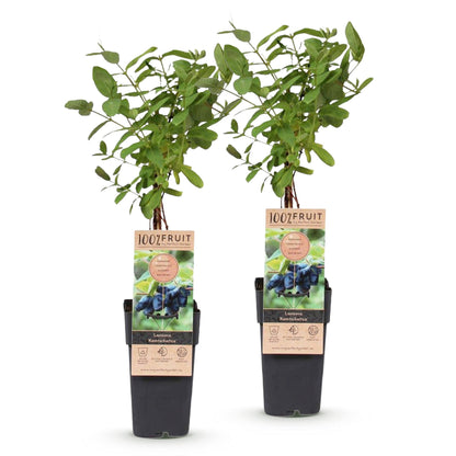 Lonicera caerulea Kamchatika, paire de baies de miel avec feuillage vert sur fond blanc, prêtes à être plantées.