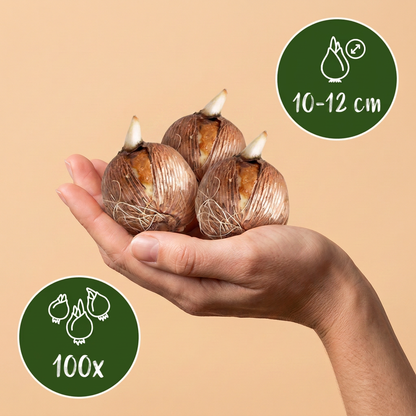 Bulbes de Mélange de bulbes pour jardin d'ombre tenus dans une main, calibre 10-12 cm, lot de 100 bulbes.