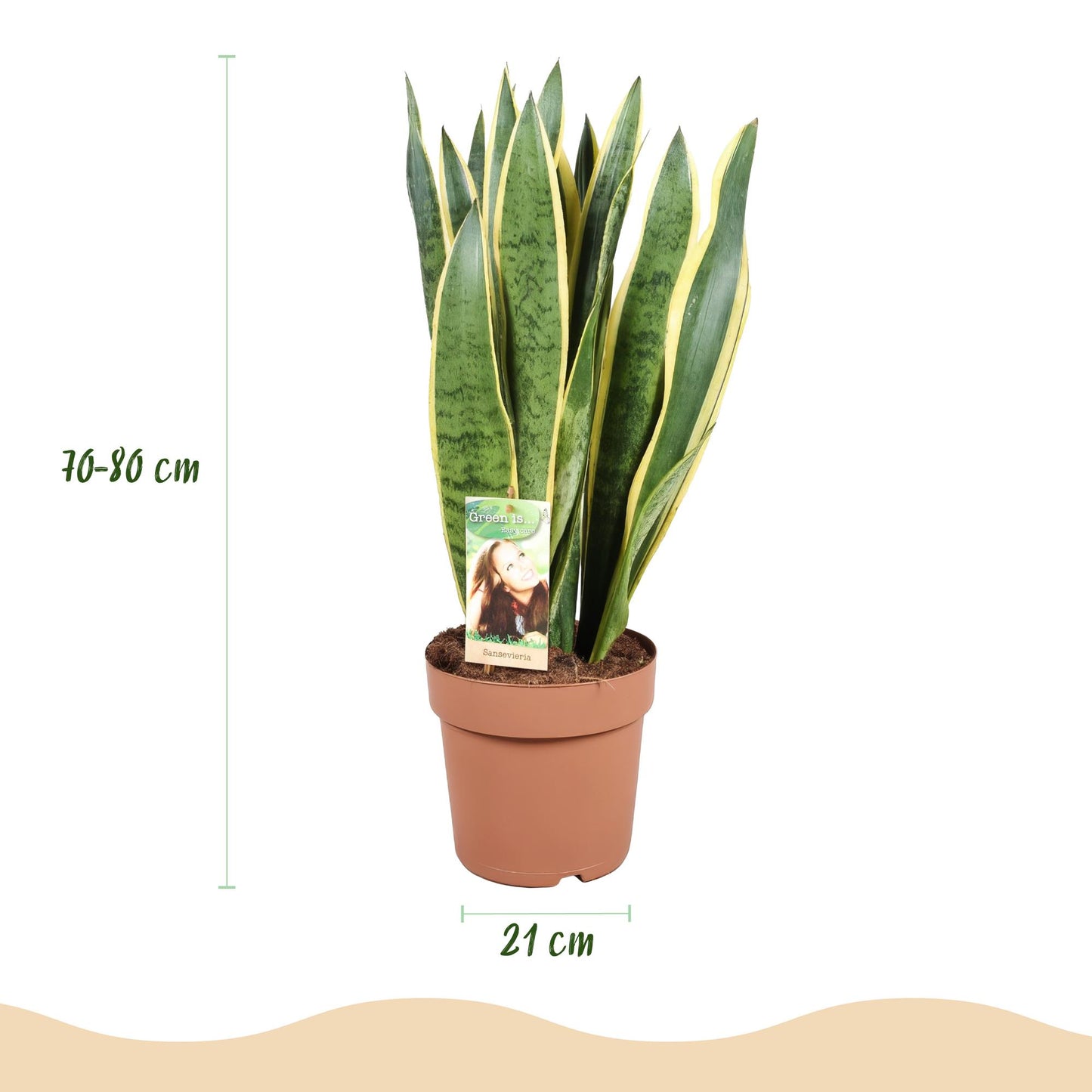 Plantes d'intérieur - Sansevieria Laurentii - Langue de belle-mère - Peu d'entretien - Vert - jaune - 1 Plante - Pot 21cm - Hauteur 70-80cm