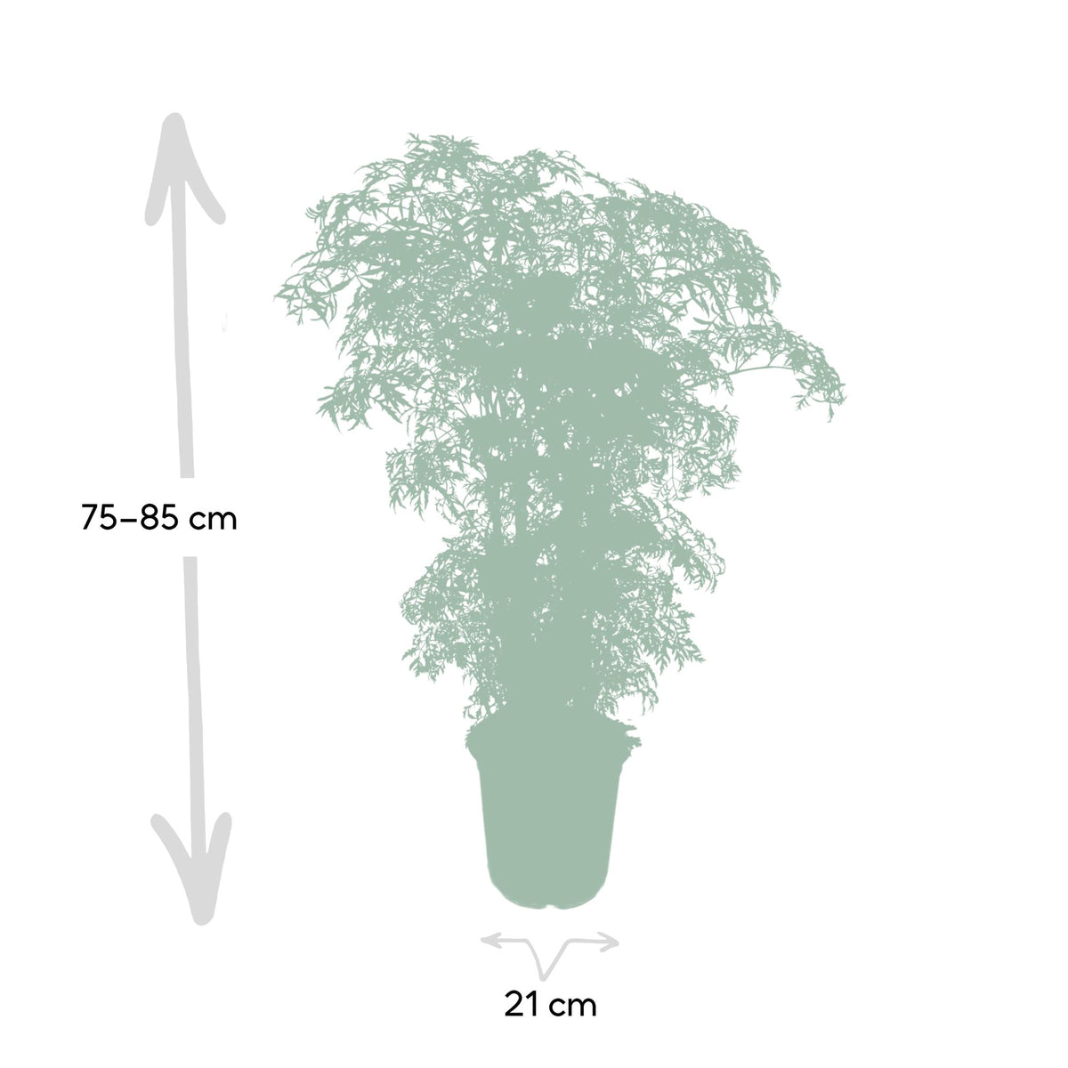 Dimensions du Polyscias fruticosa livré : pot de 21 cm et hauteur de 75 cm