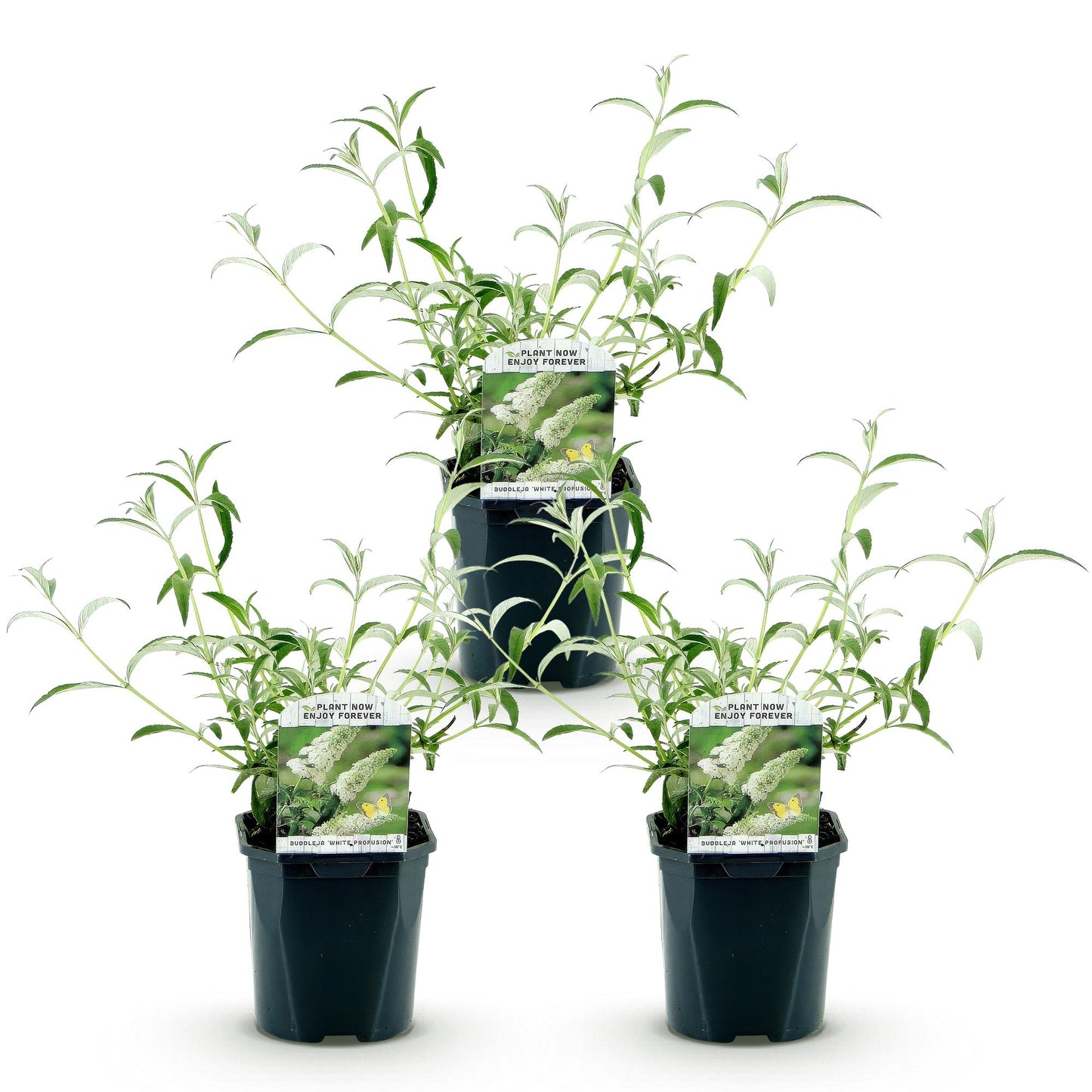 Buddleja davidii White Profusion, trois plants en pot sur fond blanc. Ils sont jeunes et présentent un feuillage vert clair et de fines tige