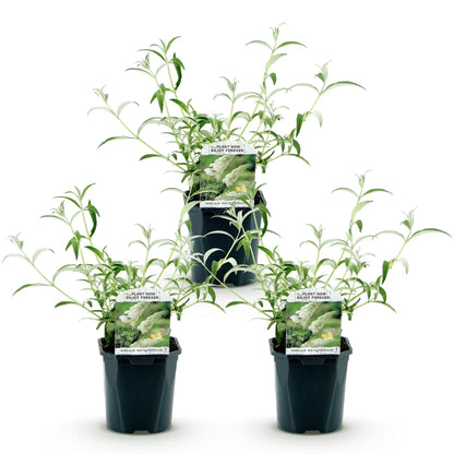 Buddleja davidii White Profusion, trois plants en pot sur fond blanc. Ils sont jeunes et présentent un feuillage vert clair et de fines tige