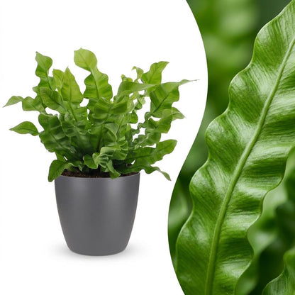 Une Asplenium Crispy Wave avec ses feuilles vert vif et ondulées, présentée dans un élégant cache-pot gris