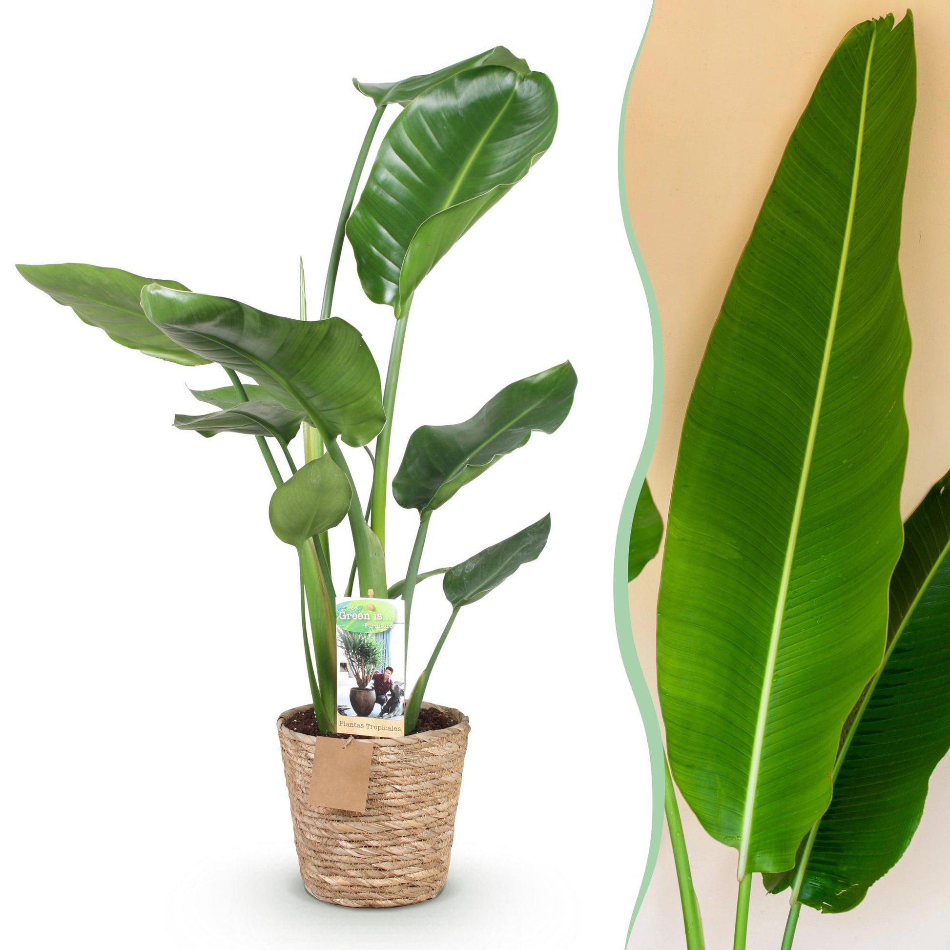 Plantes d'intérieur - Stelitzia Nicolai - Fleur de paradis - Peu d'entretien - avec panier - Vert - 1 Plante - Pot 17cm - Hauteur 70-90cm