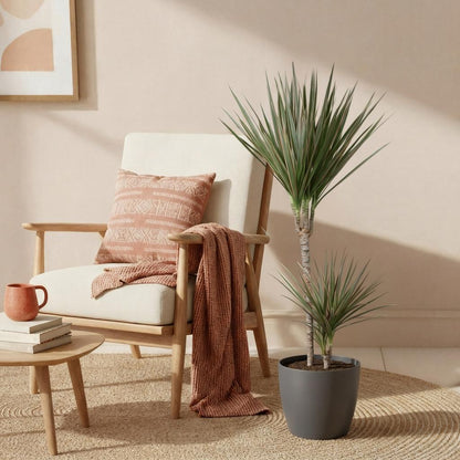 Plantes d'intérieur - Dracaena Marginata Bicolor - Arbre à dragon - Peu d'entretien- Vert - marron - 1 Plante - avec Pot Gris - Pot 21cm - Hauteur 90-100cm