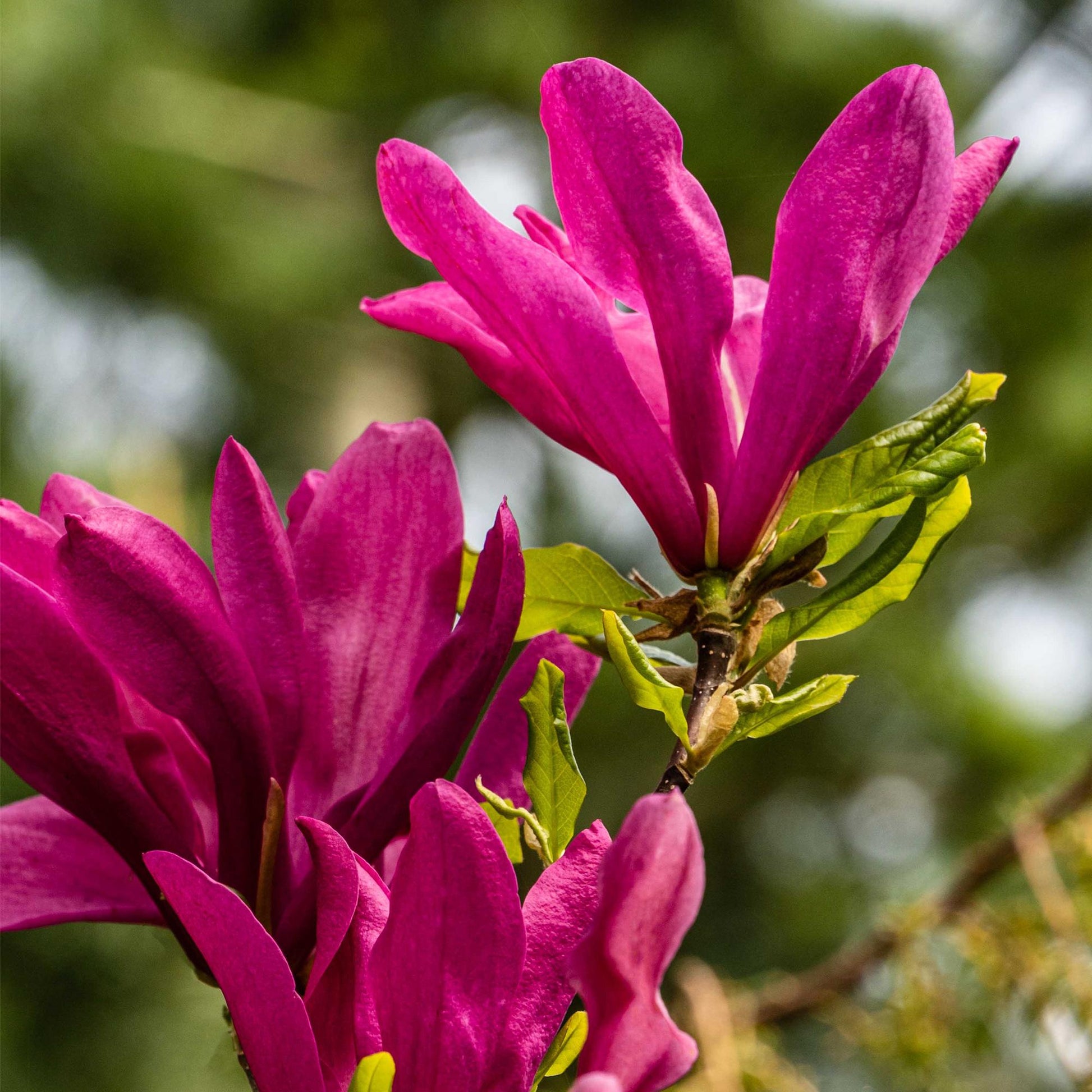 Magnolia Susan, gros plan sur ses grandes fleurs rose foncé éclatantes et ses jeunes feuilles vertes, avec un fond flou.