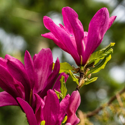 Magnolia Susan, gros plan sur ses grandes fleurs rose foncé éclatantes et ses jeunes feuilles vertes, avec un fond flou.