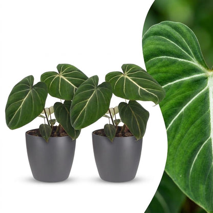 Philodendron Gloriosum - Pot de 12cm