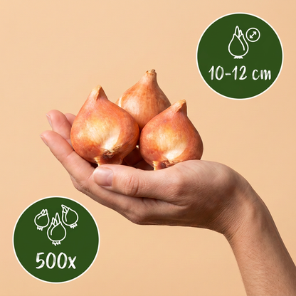 Bulbes de Mélange de bulbes de Hollande tenus dans une main, calibre 10-12 cm, lot de 500 bulbes.