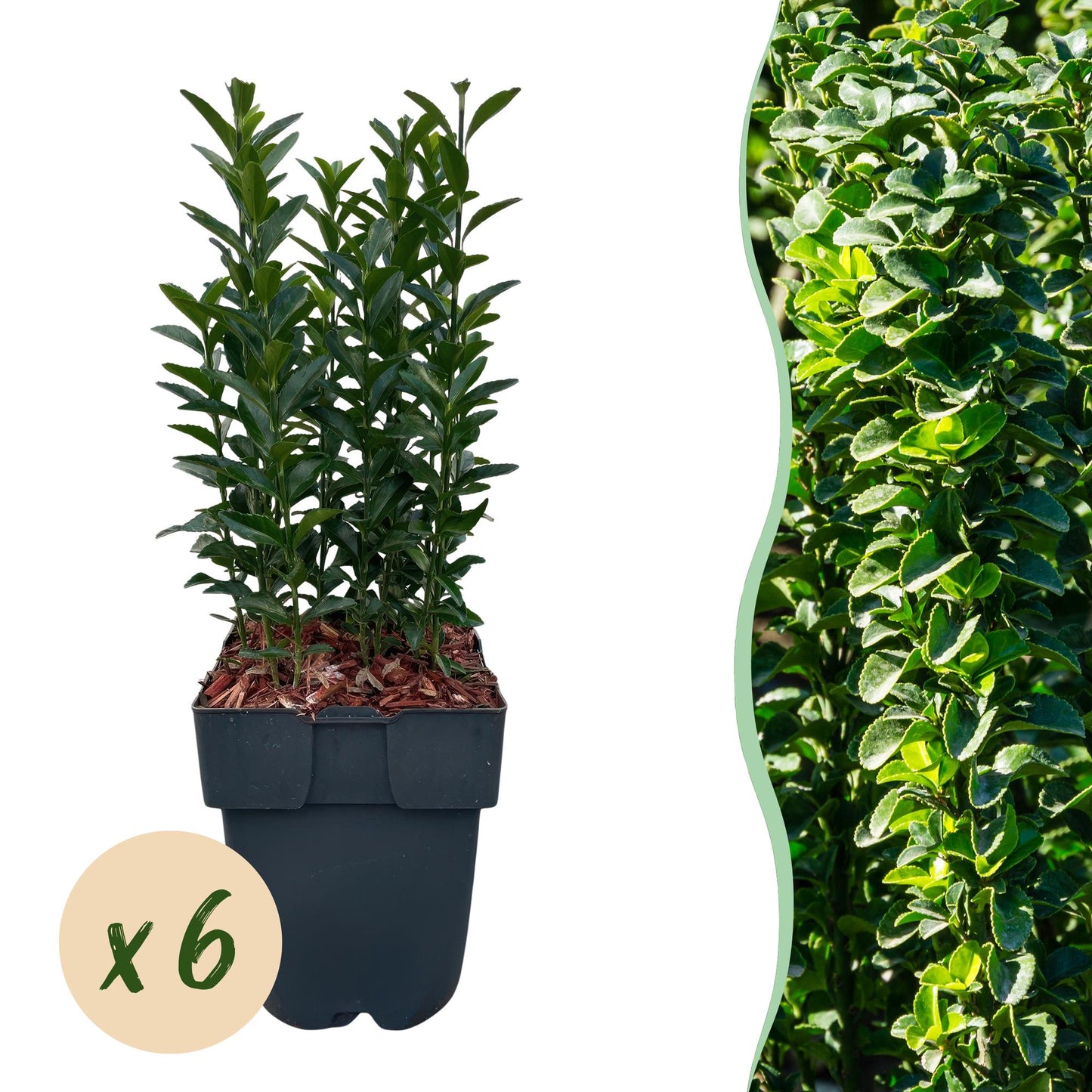 Euonymus japonica Green Spire : Jeune plant en pot de 17 cm, hauteur 40 cm, affichant une bulle « x 6 » et une haie d'aspect similaire en fo