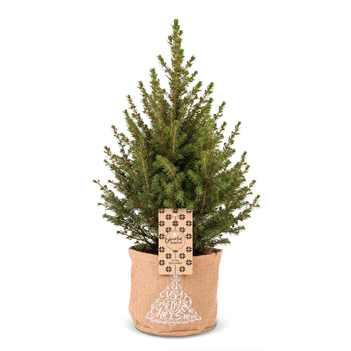 Épicéa de l'Alberta 'Conica' 1 sapin en pot de 17 cm, sac en jute
