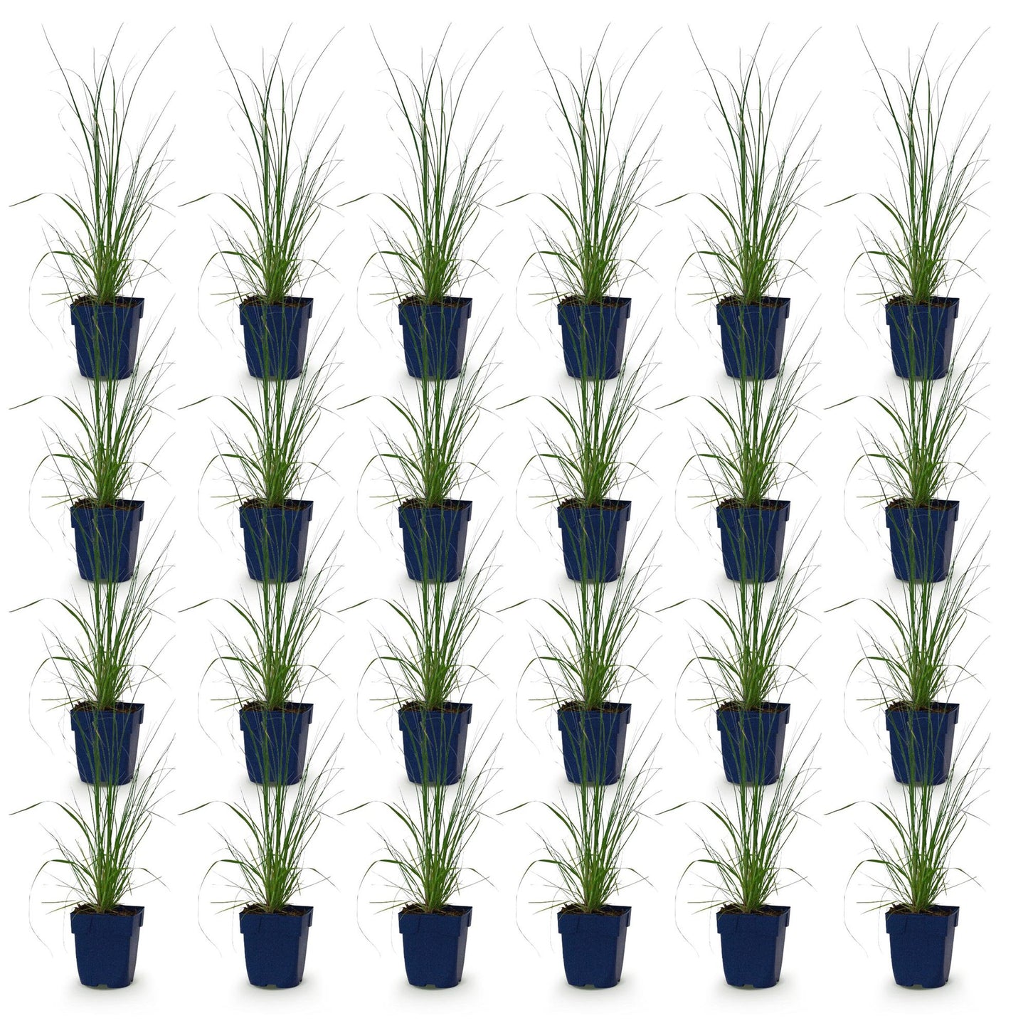 Cortaderia sell. Pumila, herbe de la Pampa naine en pot, présentation du lot de 24 jeunes plants sur fond blanc.
