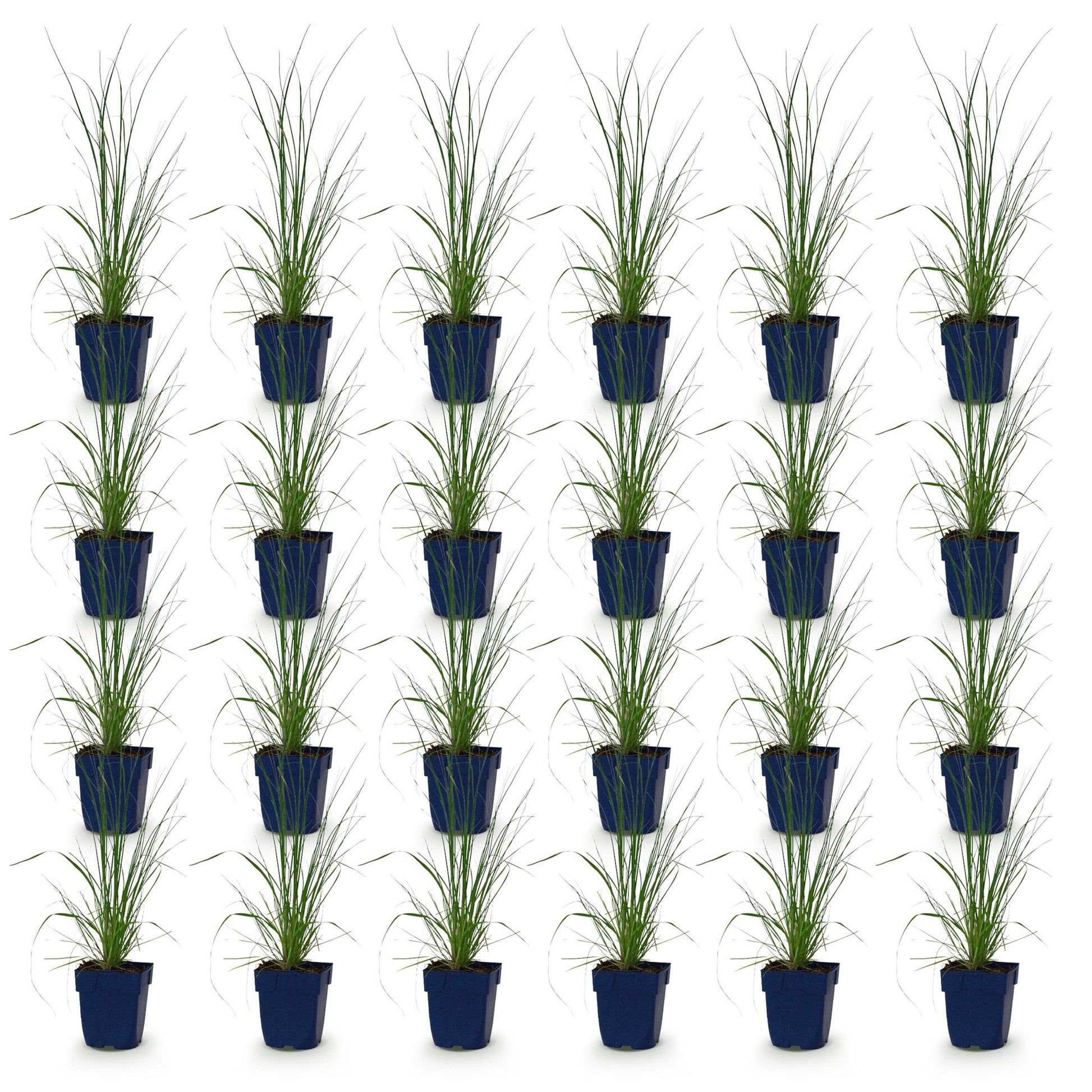 Cortaderia sell. Pumila, herbe de la Pampa naine en pot, présentation du lot de 24 jeunes plants sur fond blanc.