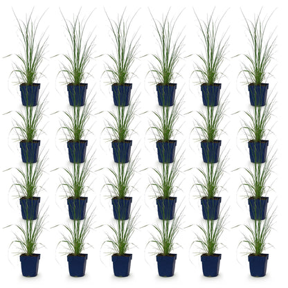 Cortaderia sell. Pumila, herbe de la Pampa naine en pot, présentation du lot de 24 jeunes plants sur fond blanc.