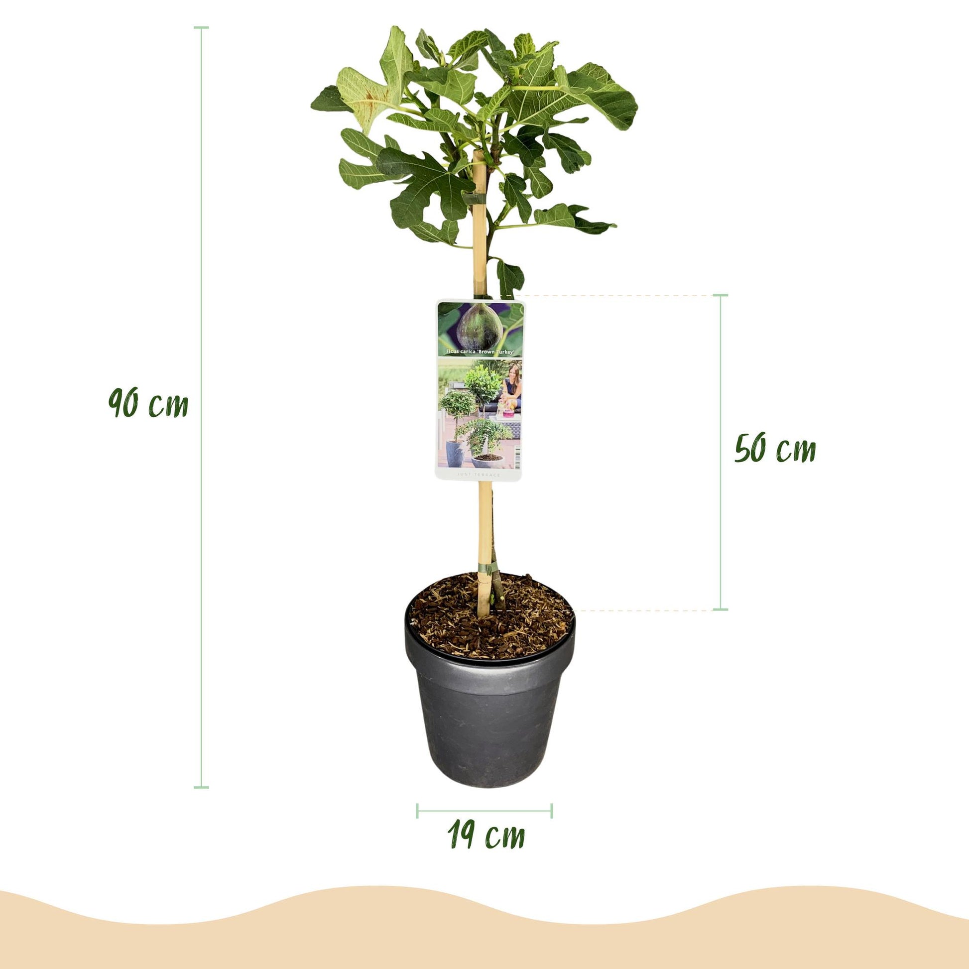 Ficus carica Brown Turkey : Plante sur tige en pot de 19 cm, avec des dimensions de 90 cm de hauteur totale et 50 cm pour la partie feuillag