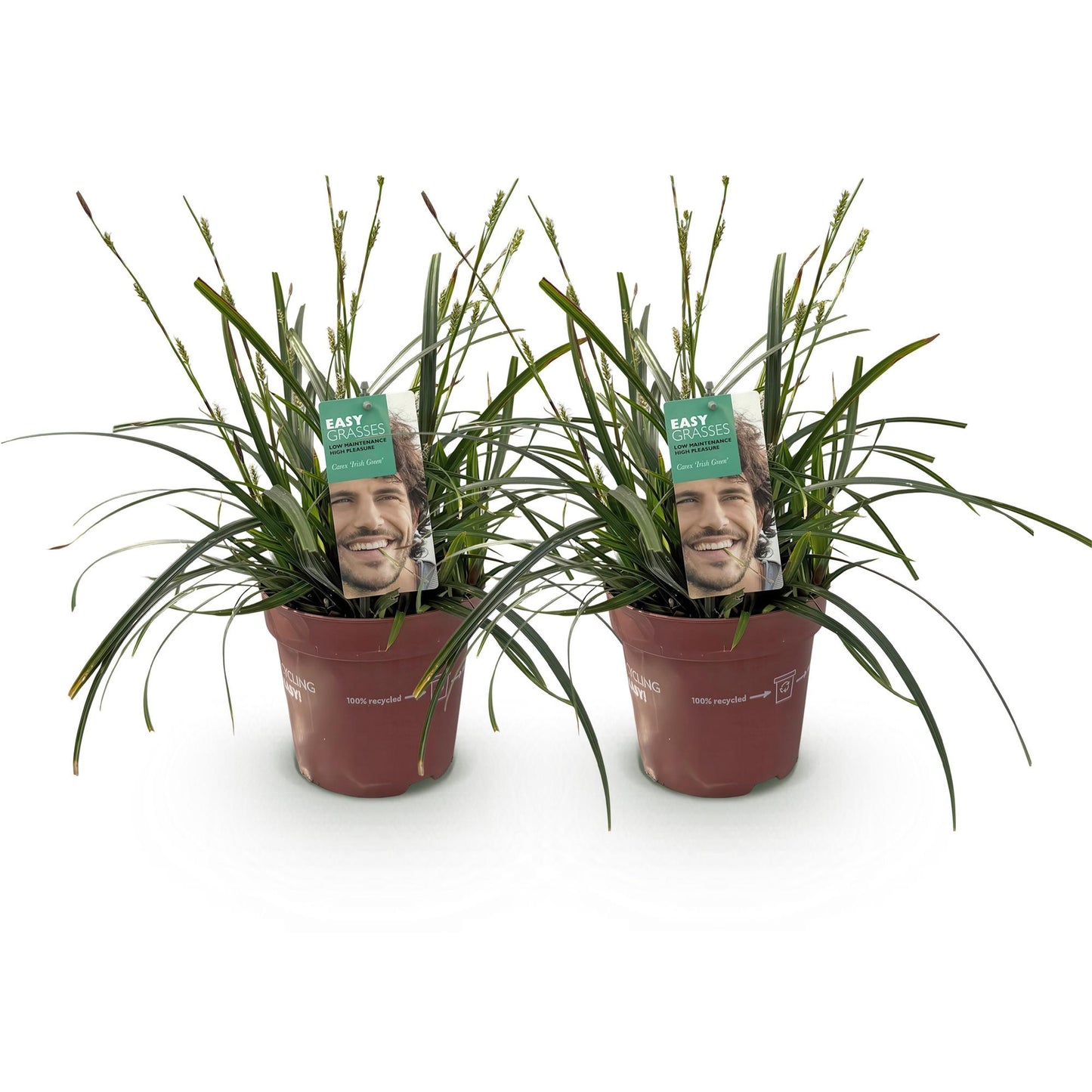 Carex oshimensis Intense Green. Lot de deux plants de graminées ornementales en pots bruns sur fond blanc, avec des étiquettes vertes.