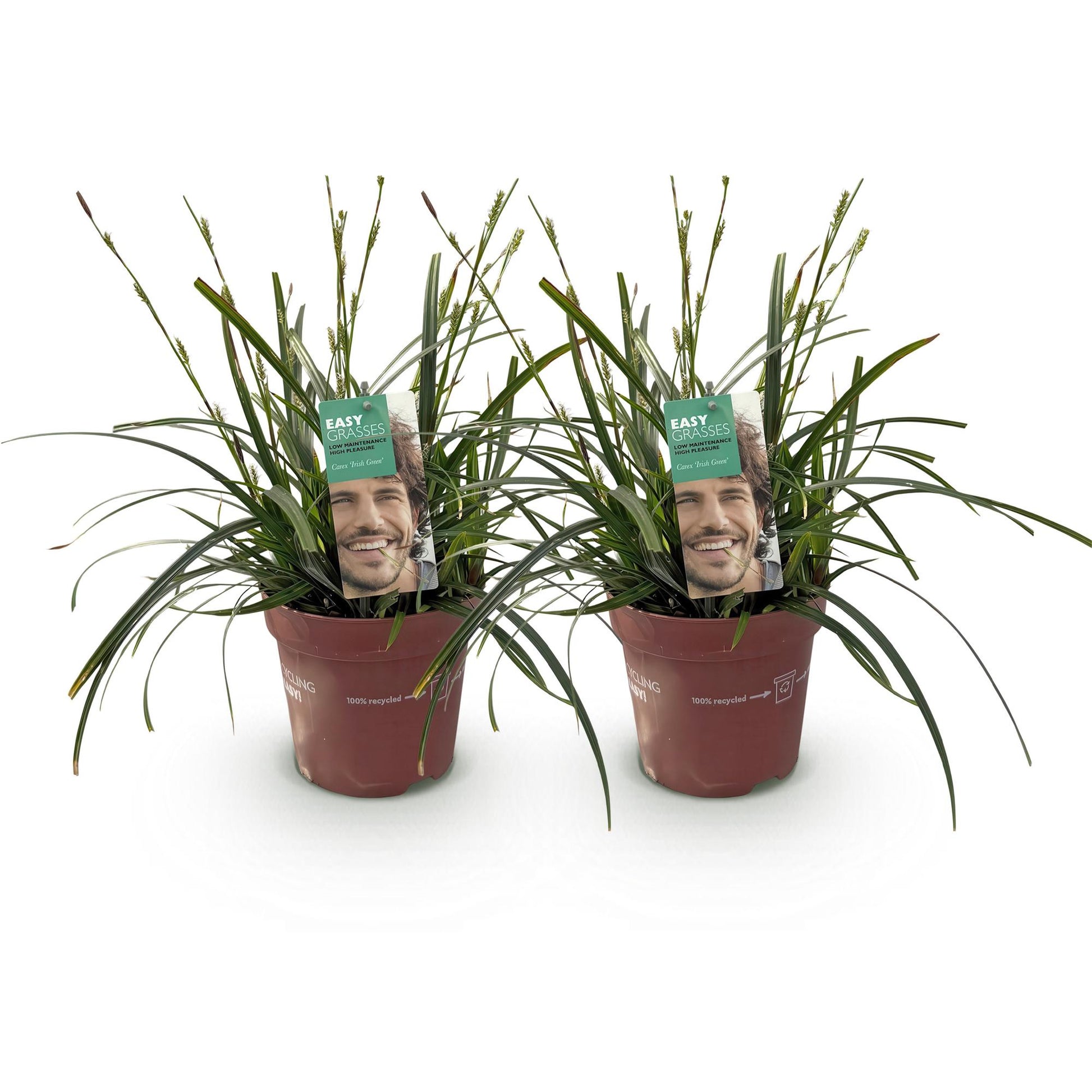 Carex oshimensis Intense Green. Lot de deux plants de graminées ornementales en pots bruns sur fond blanc, avec des étiquettes vertes.