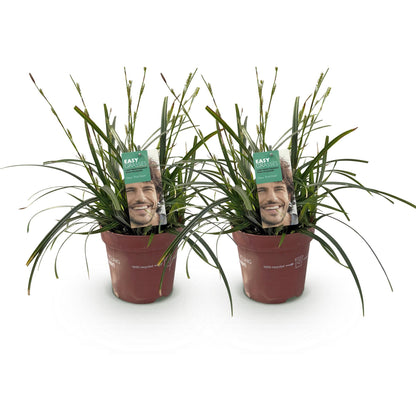 Carex oshimensis Intense Green. Lot de deux plants de graminées ornementales en pots bruns sur fond blanc, avec des étiquettes vertes.