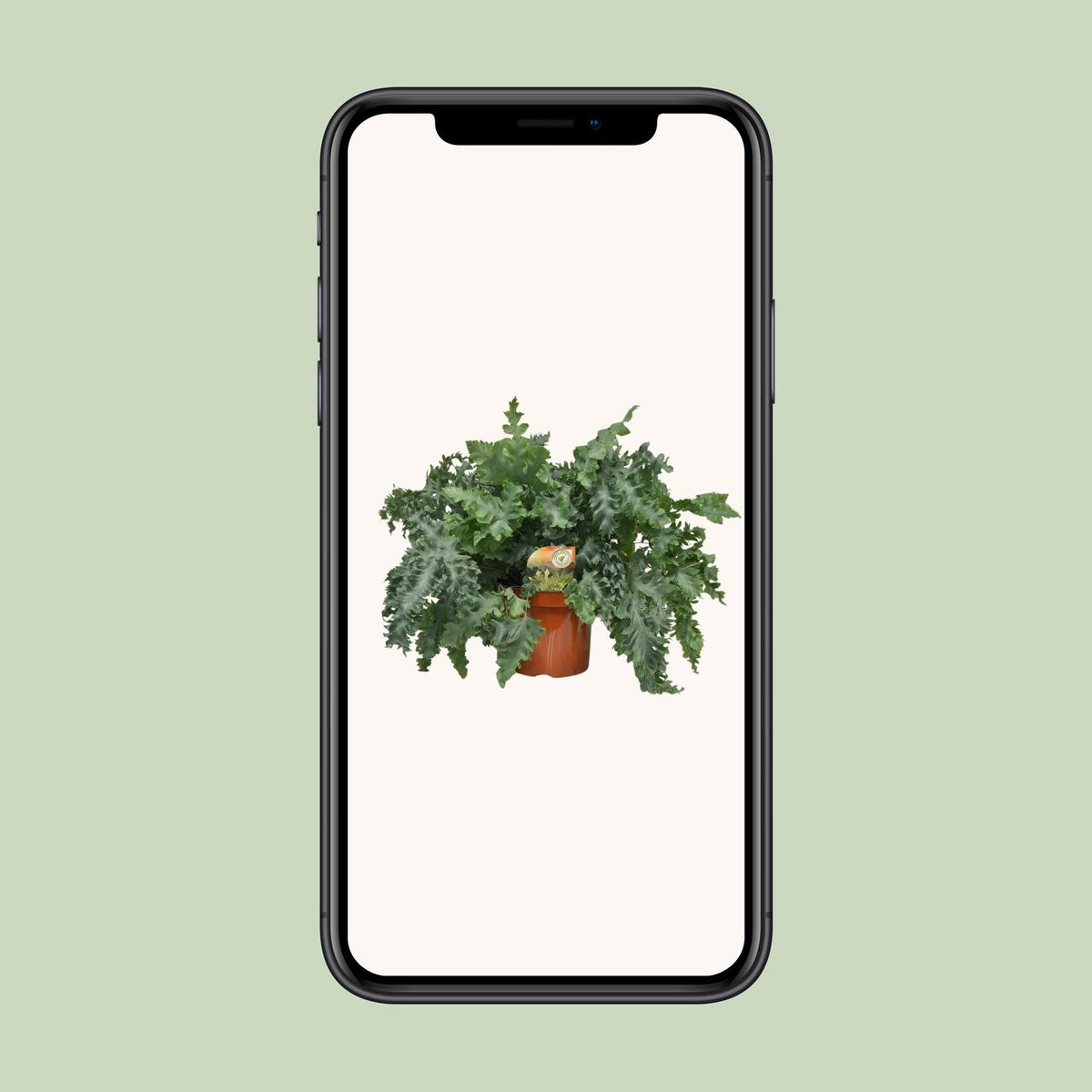 Le Phlebodium aureum en pot de 26 cm présenté sur un écran de téléphone