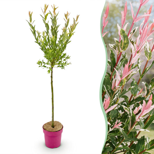 Salix Flamingo, jeune plant en pot rose sur fond blanc, juxtaposé à un gros plan de son feuillage panaché rose et vert.