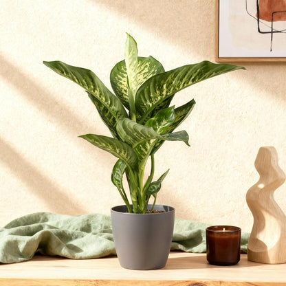 Plantes d'intérieur - Diefenbachia Tropic Snow - Dieffenbachia - Peu d'entretien - avec Pot Gris - Panaché - 1 Plante - avec Pot Gris - Pot 21cm - Hauteur 90-100cm