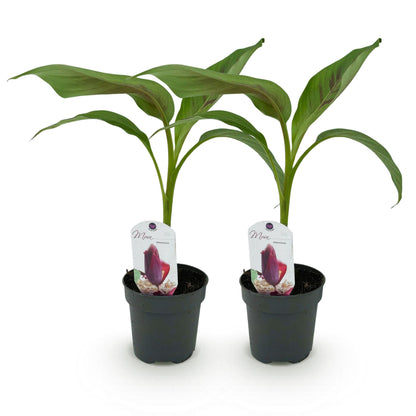 Musa sikkemensis Red Tiger, deux plants de bananier rustique avec de jeunes feuilles vertes et rouges, chacun dans son pot, sur fond blanc.
