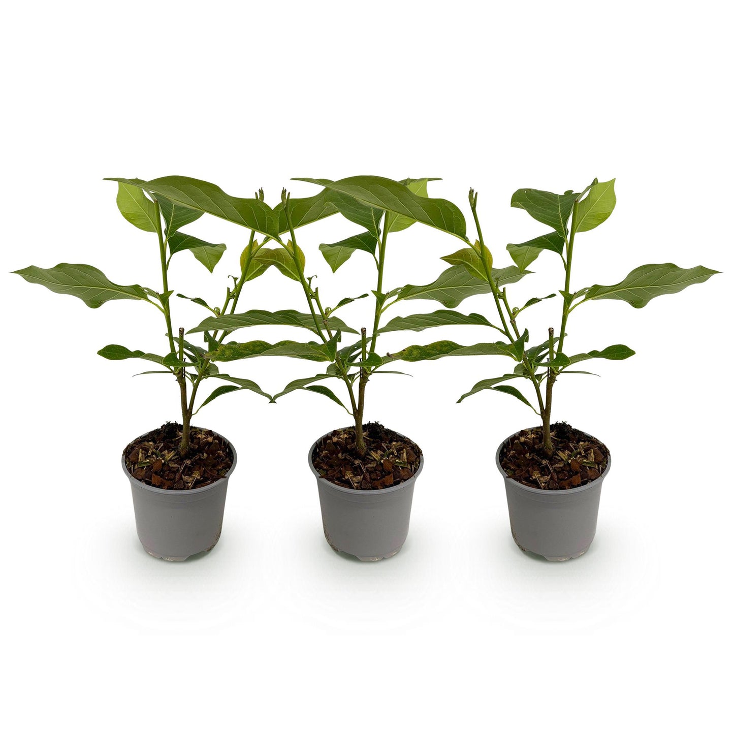 Magnolia Susan : trois jeunes plants en pot gris, avec feuillage vert vif et écorce décorative, alignés sur un fond blanc pur.