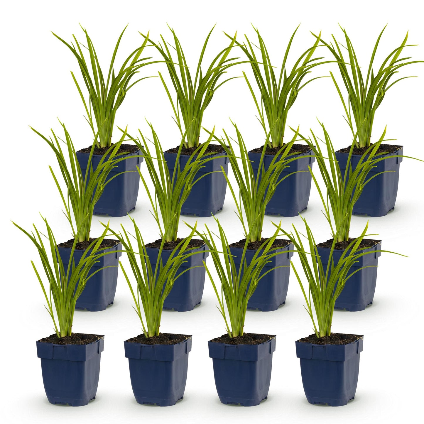 Hémérocalle 'Autumn Red'. Lot de plusieurs plants en pot de 11cm, avec un feuillage vert linéaire sur fond blanc uni.