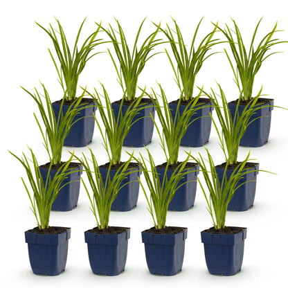 Hémérocalle 'Autumn Red'. Lot de plusieurs plants en pot de 11cm, avec un feuillage vert linéaire sur fond blanc uni.